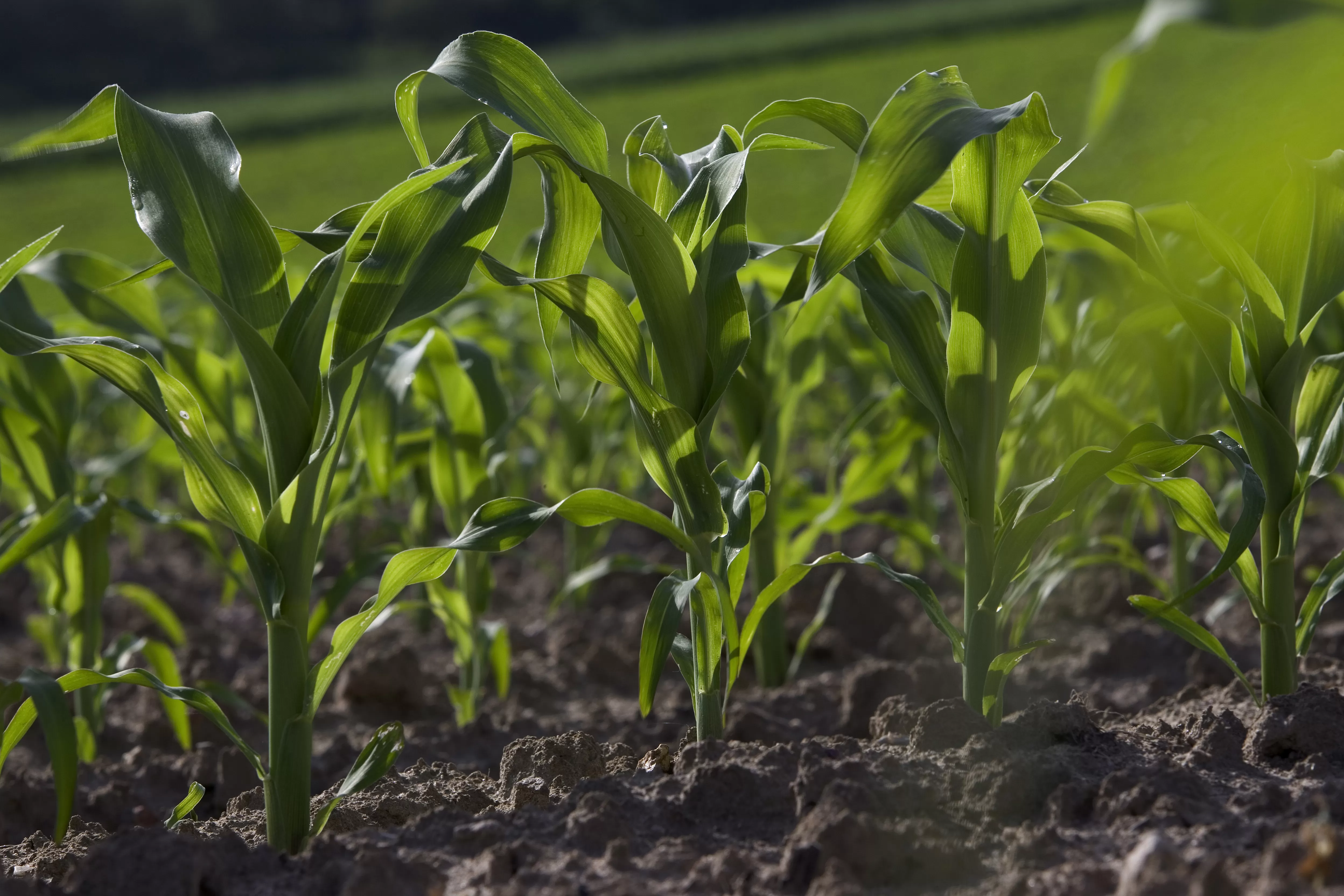 ОСОБЕННОСТИ ПИТАНИЯ КУКУРУЗНОГО ПОЛЯ: ЧТО ВНОСИТЬ, КАК И КОГДА