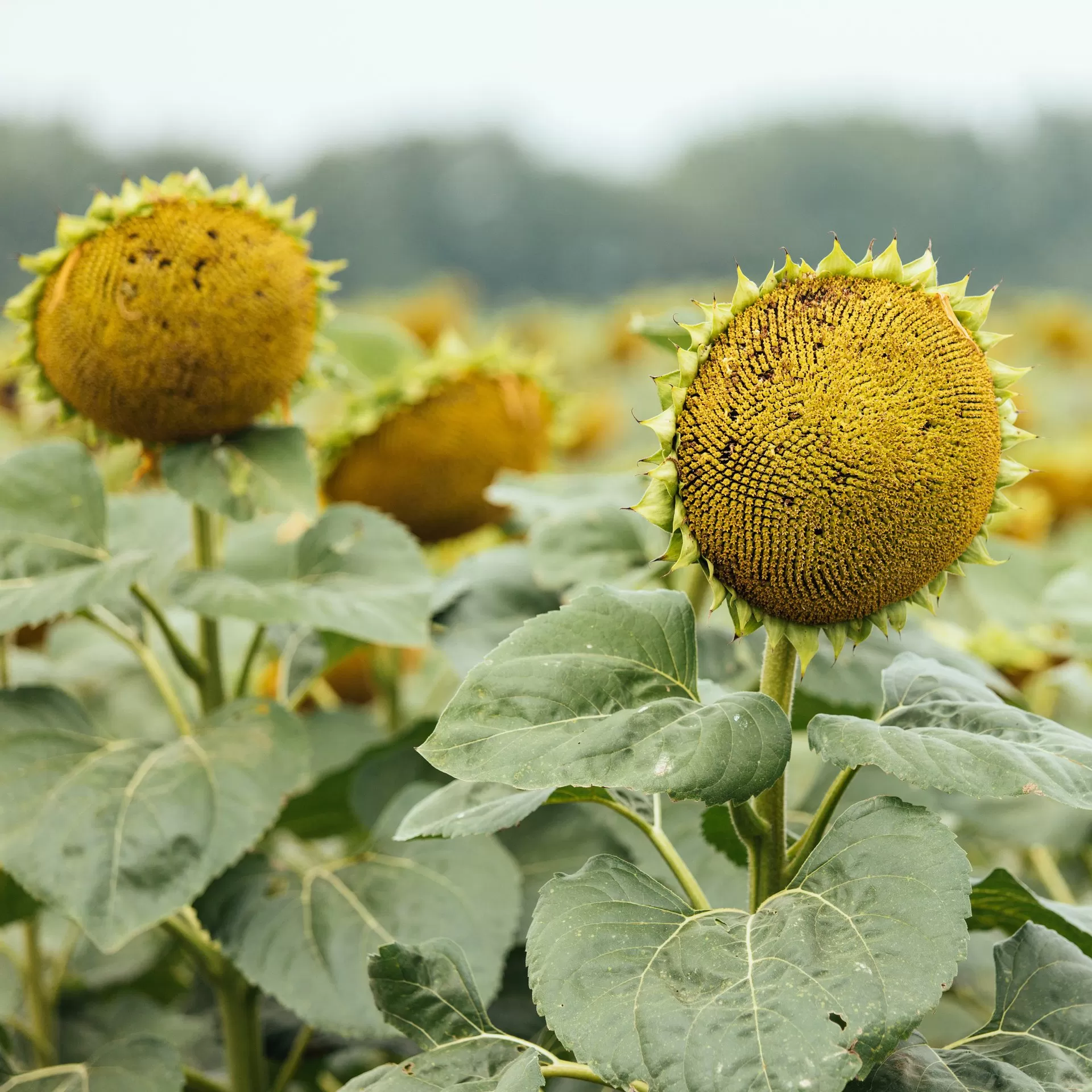 Гибриды подсолнечника по технологии Clearfield Plus: устойчивость к засухе, болезням и гербицидам