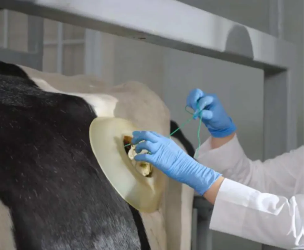 НАУЧНЫЙ ПОДХОД «ЛИМАГРЕЙН»: ИССЛЕДОВАНИЕ ПЕРЕВАРИМОСТИ СИЛОСА МЕТОДОМ IN SITU — ОПЫТ И РЕЗУЛЬТАТЫ