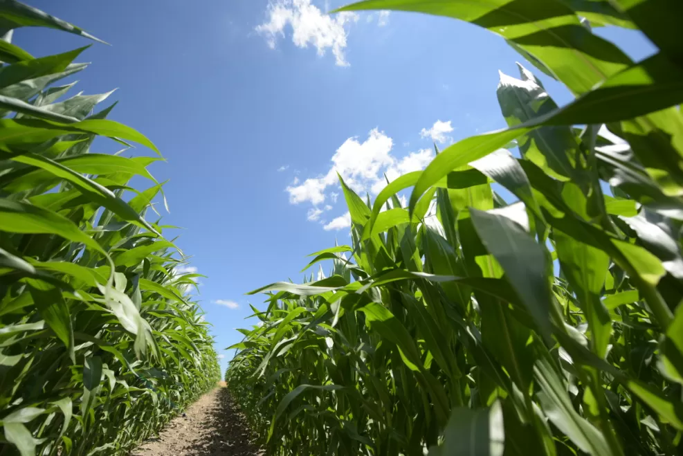 ГУСТОТА ПОСЕВОВ И ЕЩЕ ТРИ ФАКТОРА, ОТ КОТОРЫХ ЗАВИСИТ УРОЖАЙ КУКУРУЗЫ