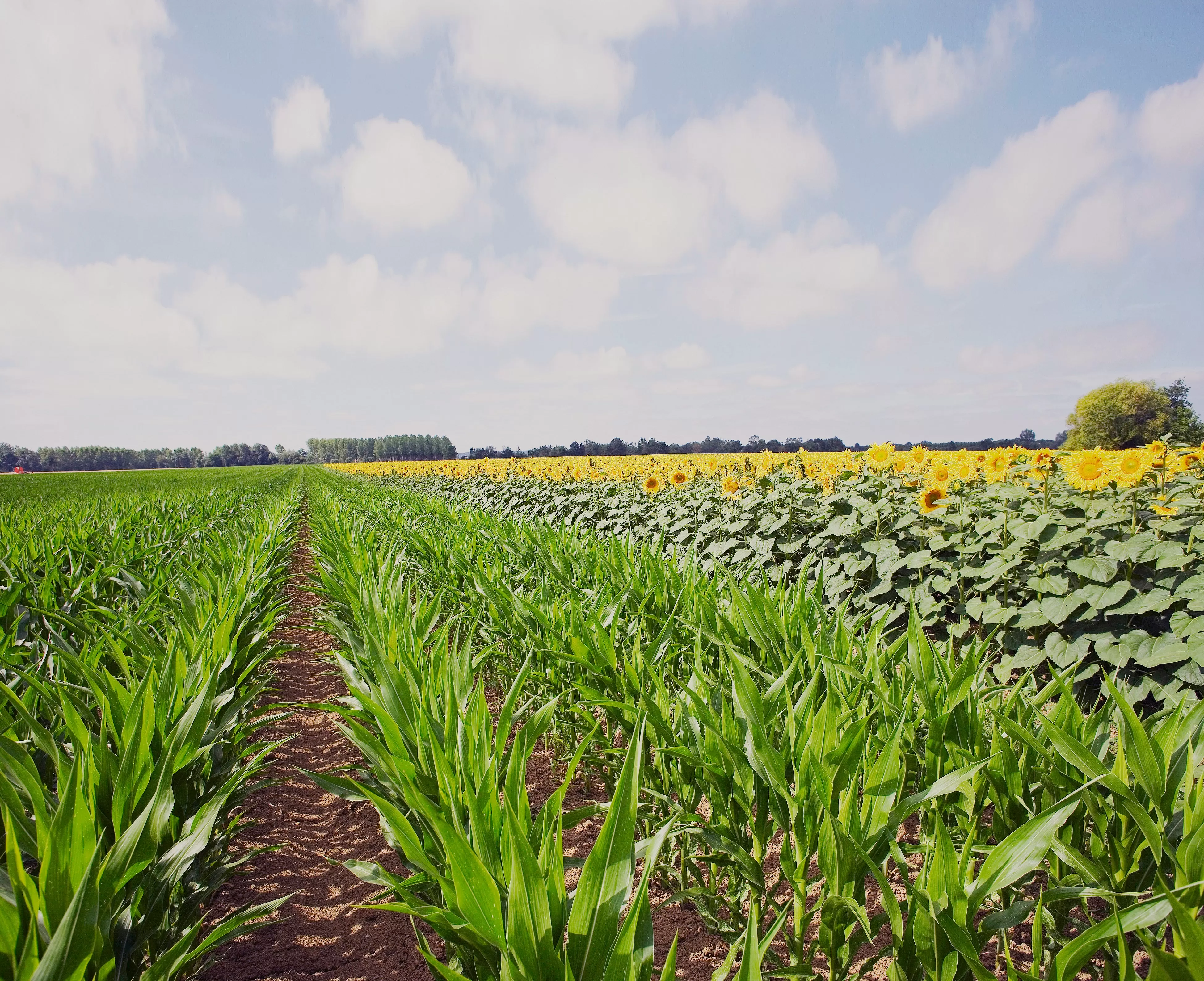 60 лет доверия: почему аграрии выбирают LG? 