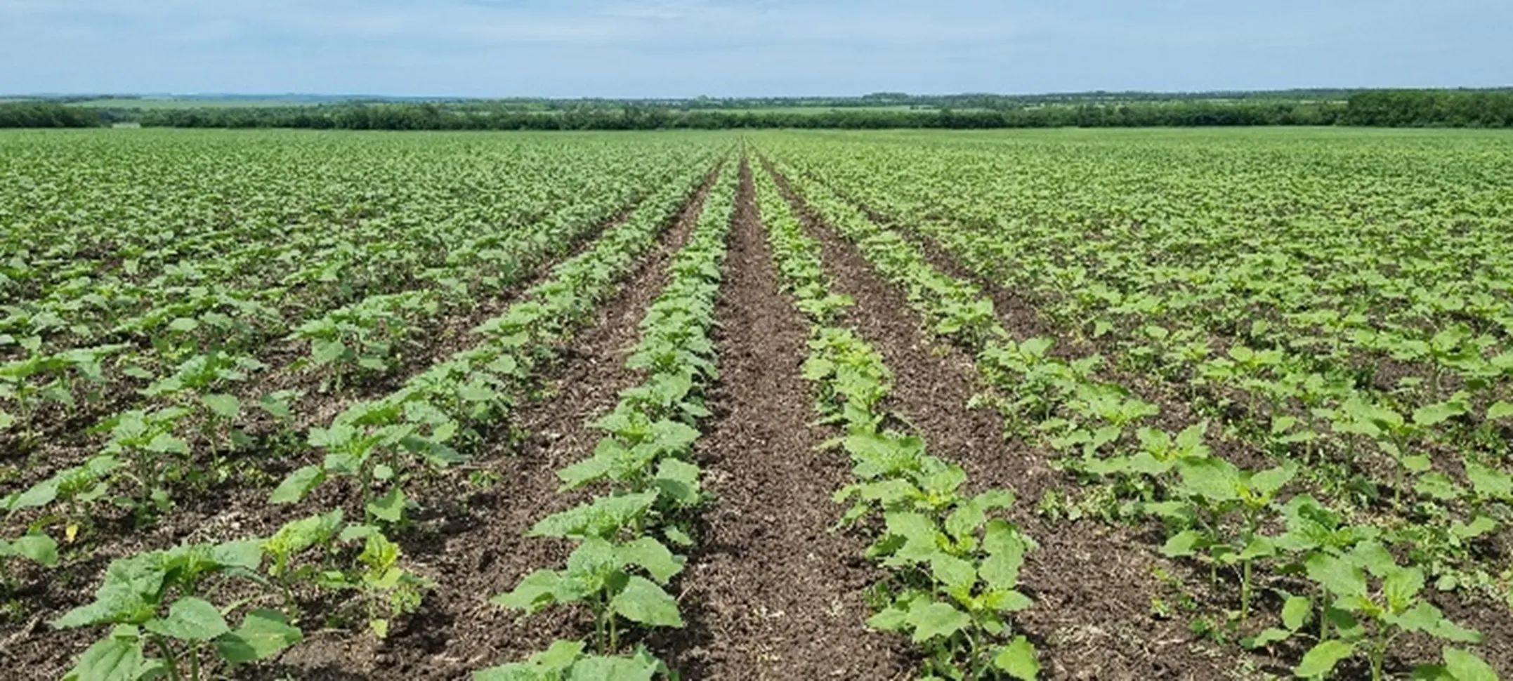 ОПЫТ ПРОШЛЫХ ЛЕТ: КАК ПРАВИЛЬНО ПРИМЕНЯТЬ ГЕРБИЦИДЫ И ИЗБЕГАТЬ ОШИБОК