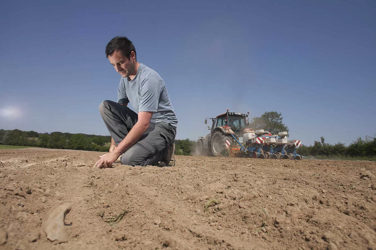 ПОСЕВ ПОДСОЛНЕЧНИКА И КУКУРУЗЫ: 4 ШАГА К УСПЕХУ!