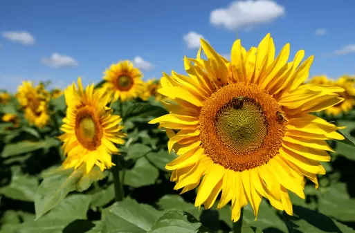 Подсолнечник