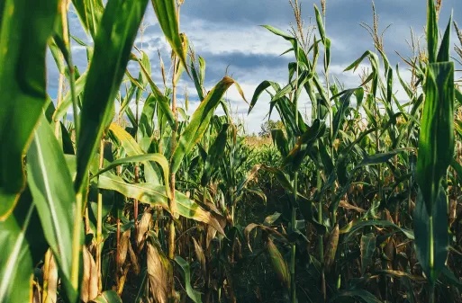 Кукуруза на зерно