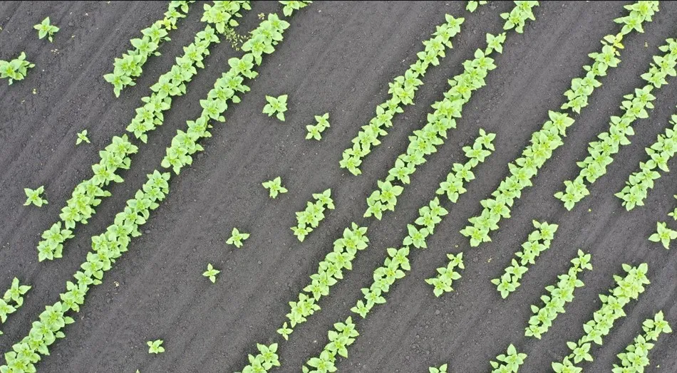 КАК ИЗБЕЖАТЬ ПРОБЛЕМ СО ВСХОЖЕСТЬЮ СЕМЯН ПОДСОЛНЕЧНИКА: МНЕНИЕ ЭКСПЕРТОВ
