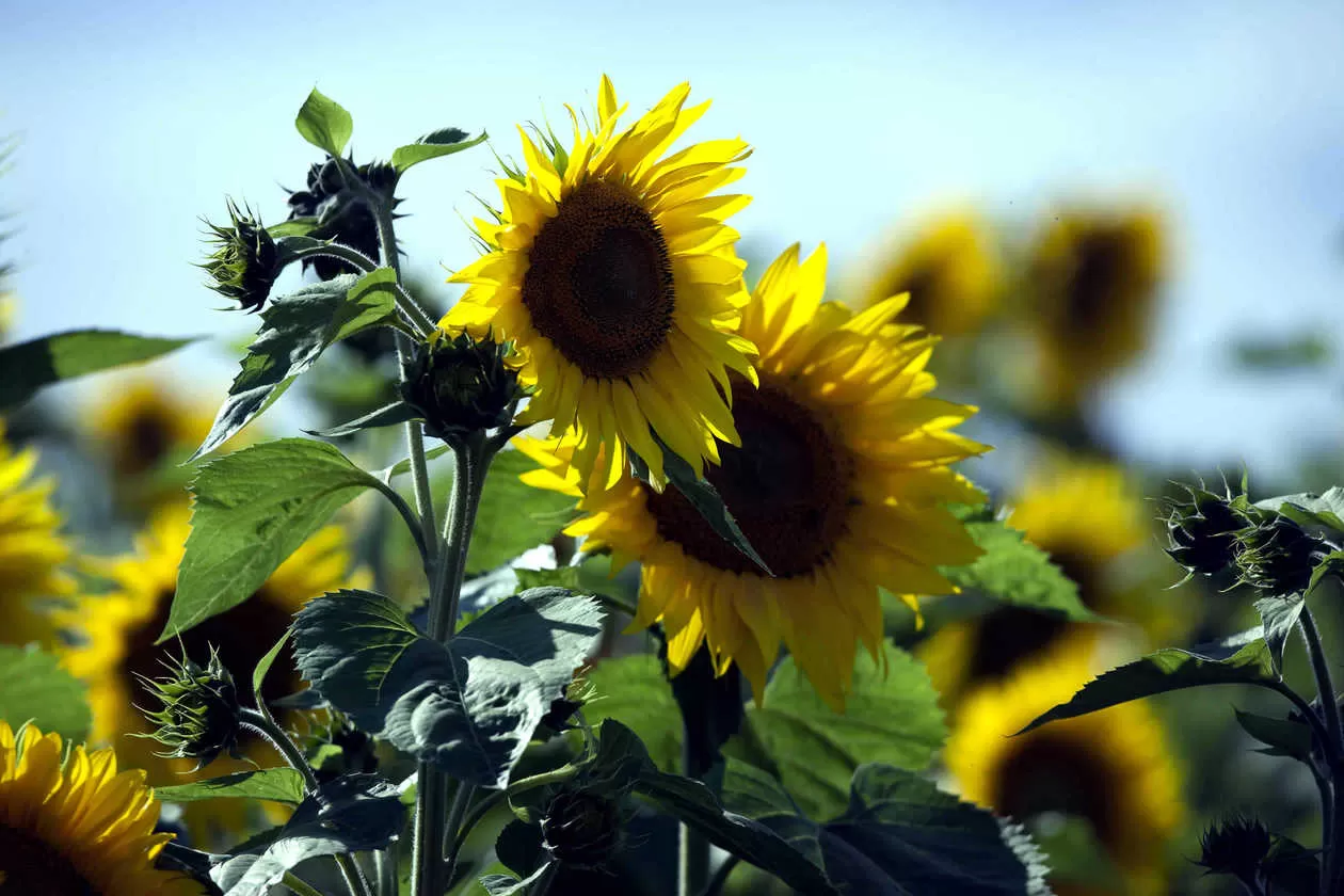 ПОДСОЛНЕЧНИК: КАК ВЫБРАТЬ ГИБРИД?