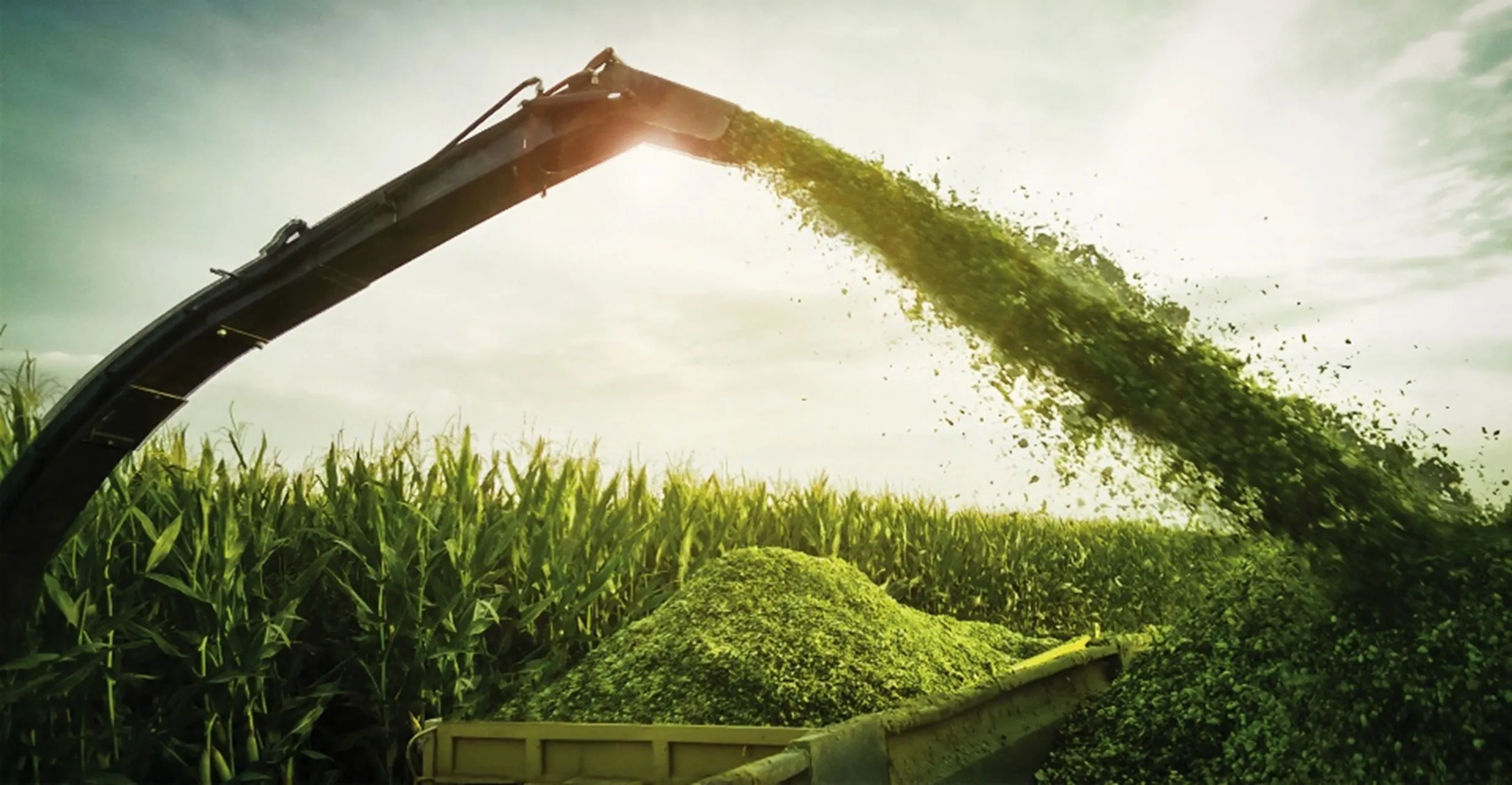 КАК МЕНЯЕТСЯ СОДЕРЖАНИЕ ЧИСТОЙ ЭНЕРГИИ ЛАКТАЦИИ В ЗАВИСИМОСТИ ОТ ДРОБЛЕНИЯ ЗЕРЕН (CSPS) И СОДЕРЖАНИЯ СУХОГО ВЕЩЕСТВА В КУКУРУЗНОМ СИЛОСЕ