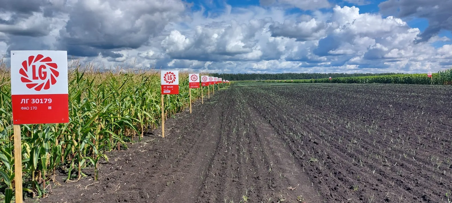 КУКУРУЗНЫЙ СТЕБЛЕВОЙ МОТЫЛЕК: ОПАСНЫЙ ВРЕДИТЕЛЬ НА КУКУРУЗНОМ ПОЛЕ 