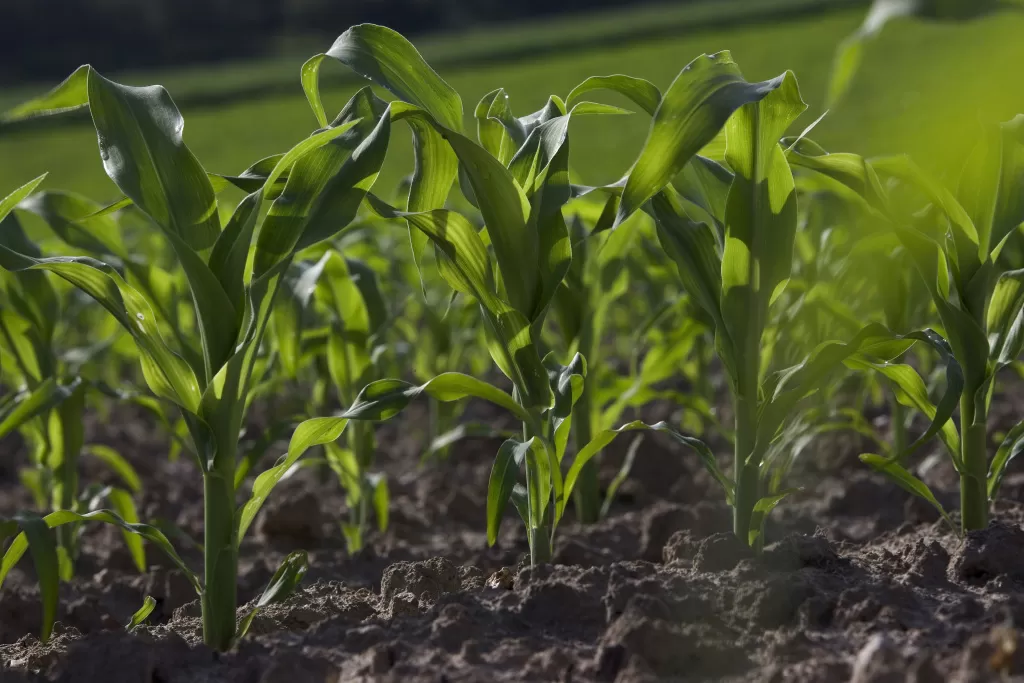 кукуруза кукуруза