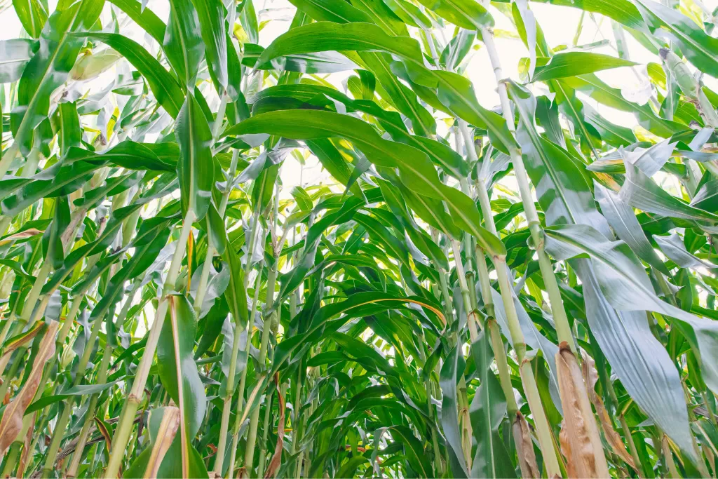 КУКУРУЗА, ПРОИЗВОДИТЕЛЬНОСТЬ ИЛИ НАДЕЖНОСТЬ. ЗАЧЕМ НУЖЕН ВЫБОР?