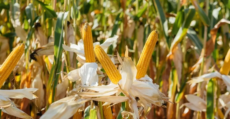 ФАЗЫ ФОРМИРОВАНИЯ УРОЖАЯ КУКУРУЗЫ: КАК ПОВЛИЯТЬ НА ПРОДУКТИВНОСТЬ КУЛЬТУРЫ