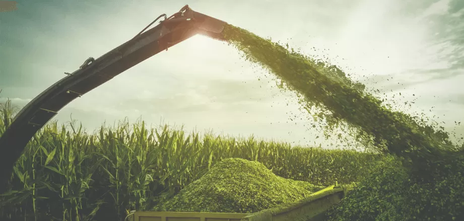 Кукуруза на силос