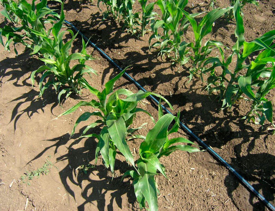 кукуруза сверху