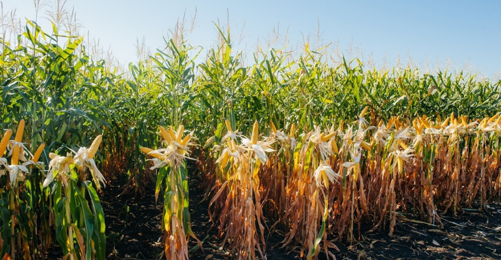кукуруза початки