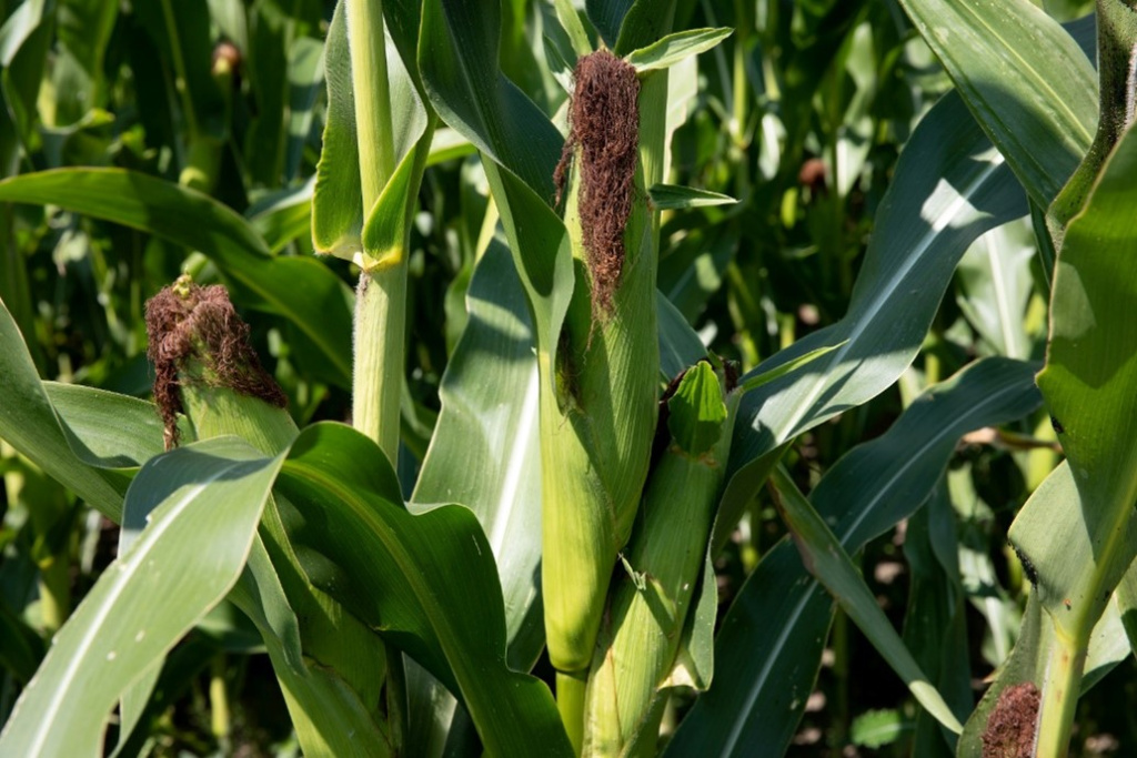 кукуруза початок