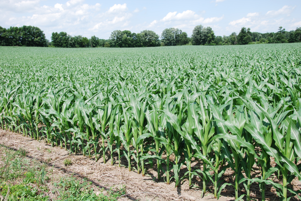 кукуруза ерикс